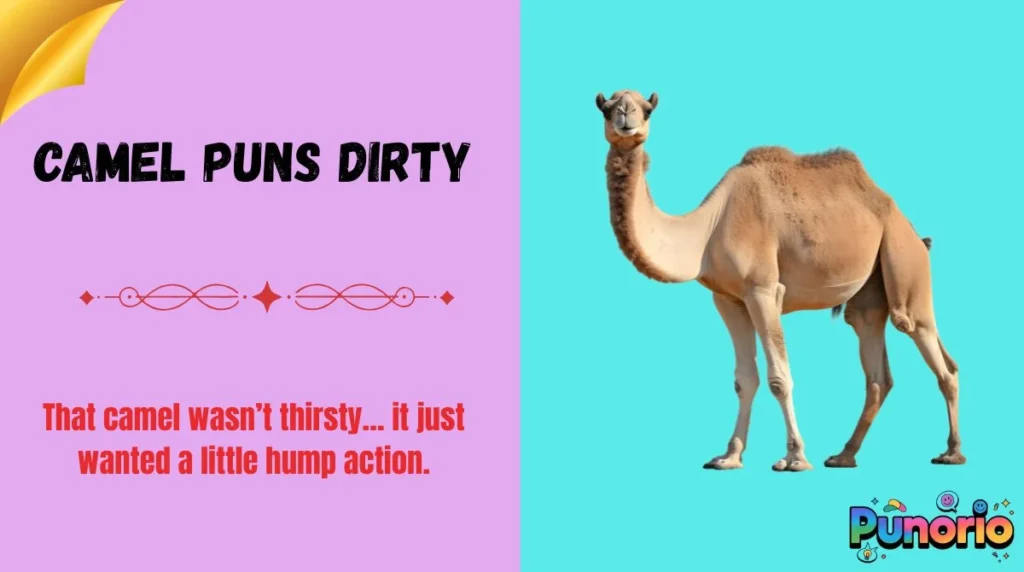 Camel Puns Dirty
