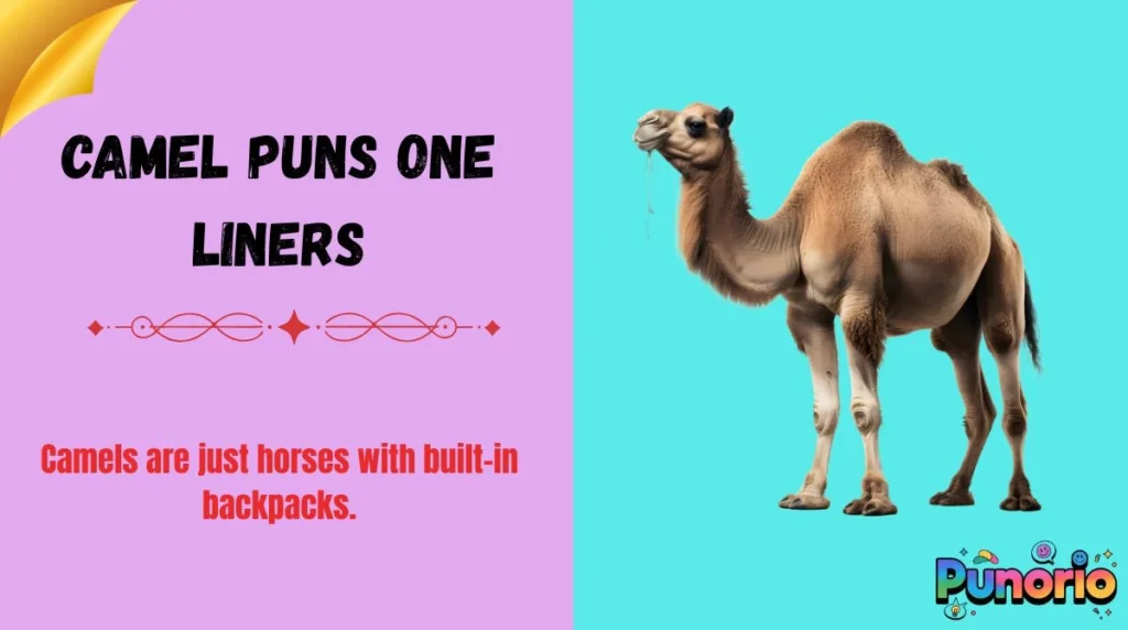 Camel Puns One Liners