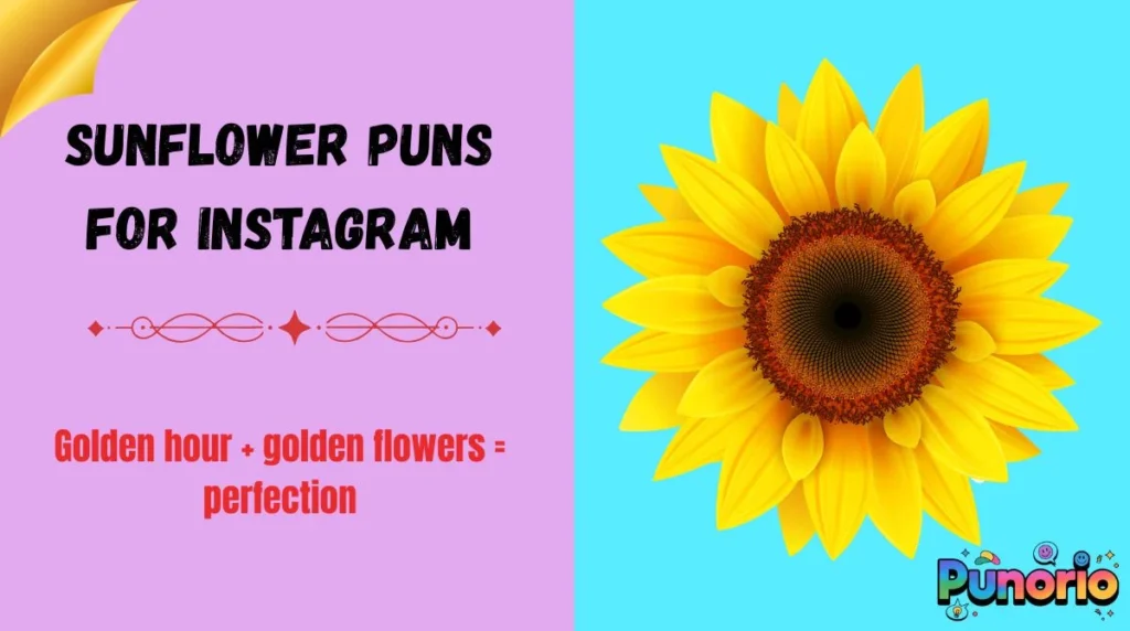 Sunflower puns for Instagram